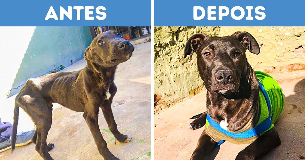 Cão resgatado antes e depois do tratamento